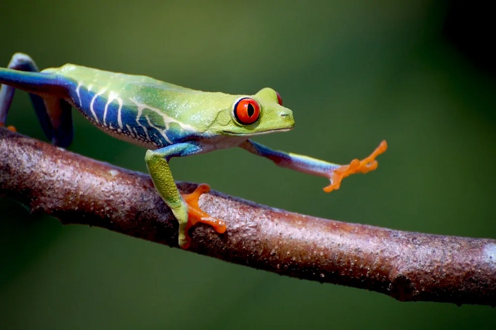 Frogs Showdown